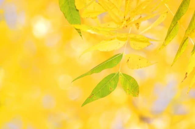Golden Leaves