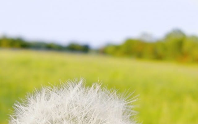 Dandelion Perspective
