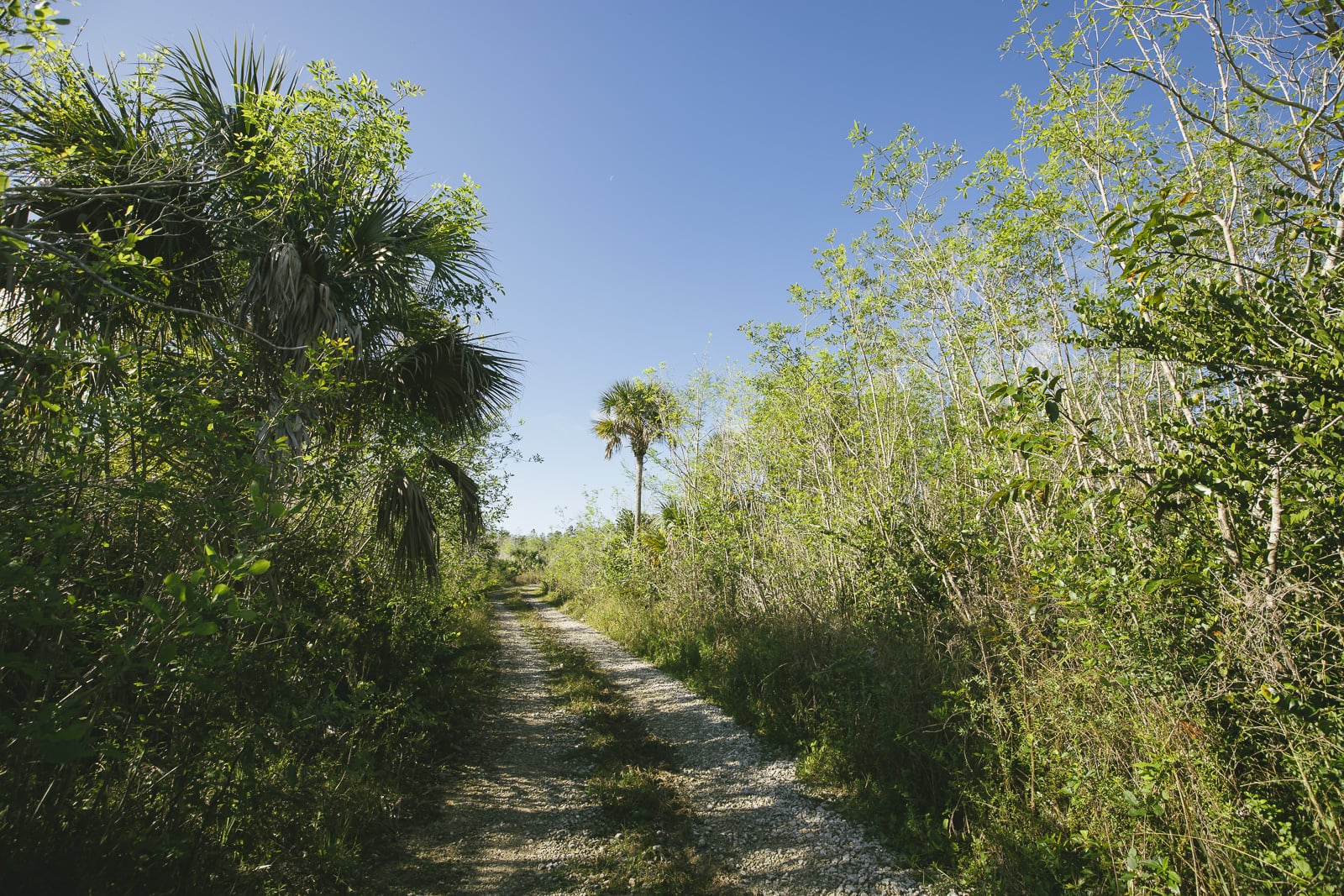 Everglades Trail