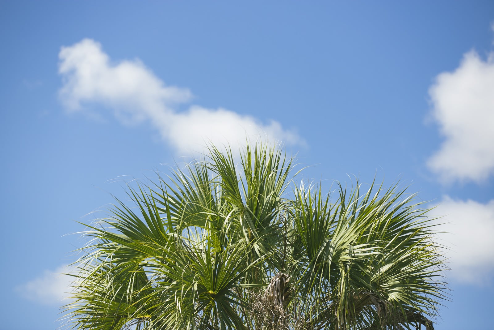 Palm in the Everglades