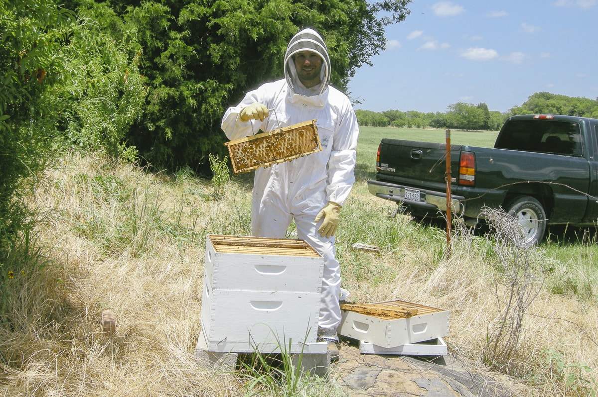 Honey Bees by Matthew T Rader
