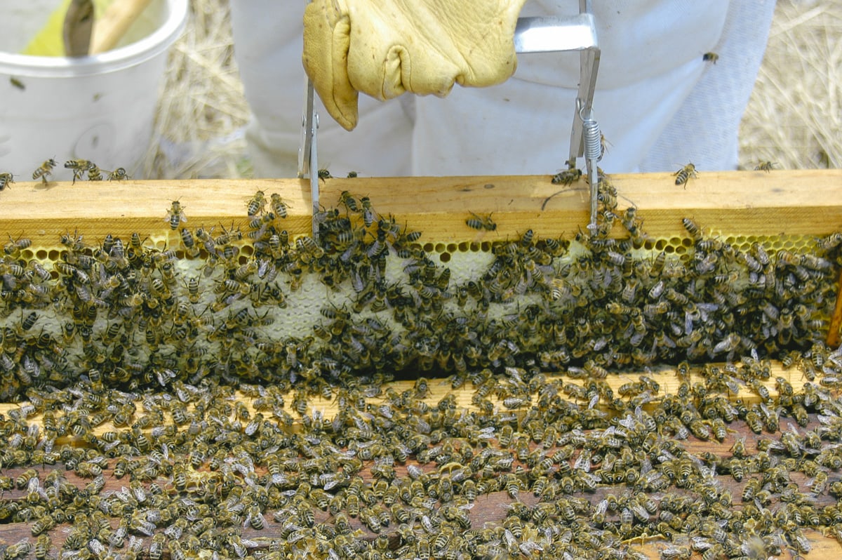 Beekeeping And Honey Production Photo