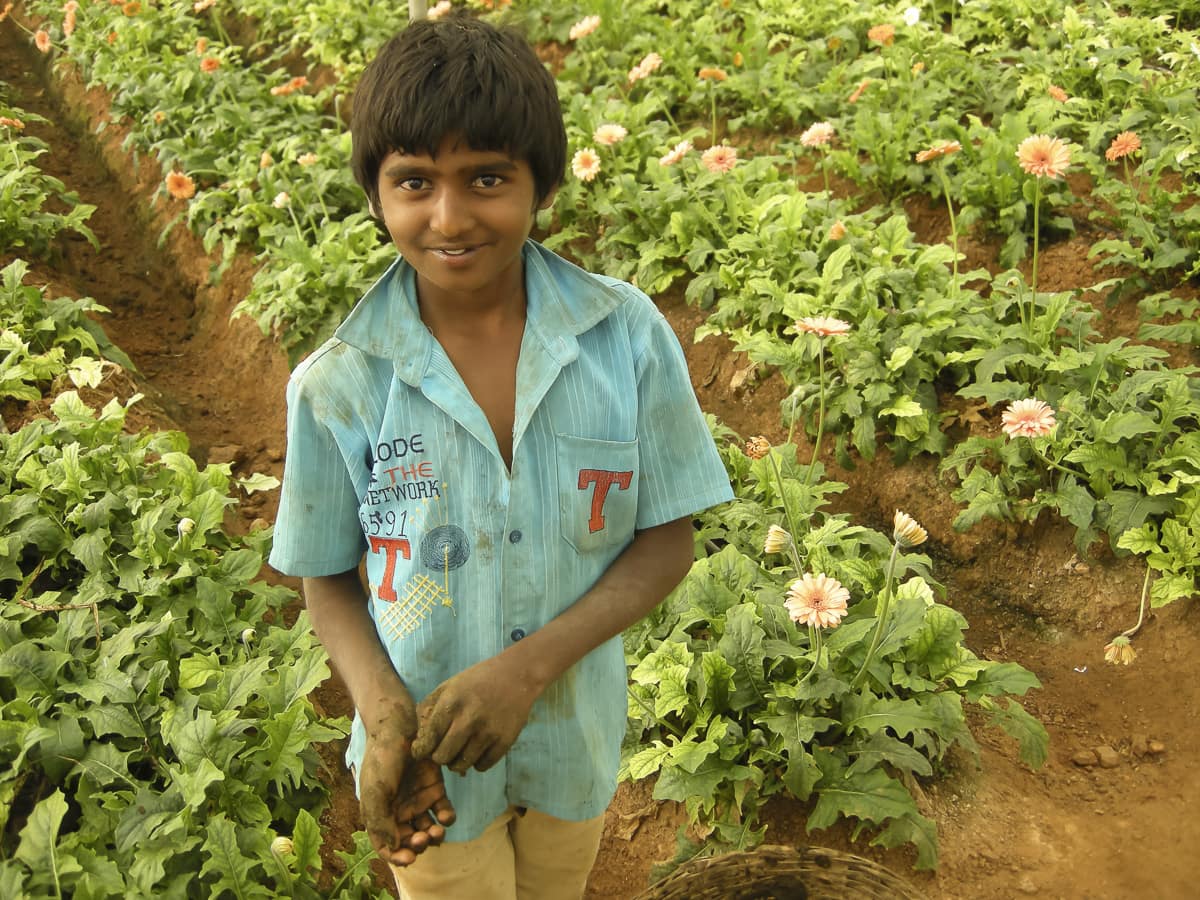 A flower farm in Hosur, India