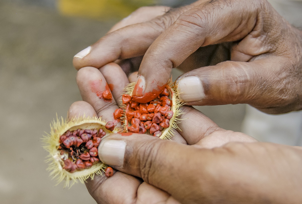 Man dipping finger in an annatto or roucou for bindi
