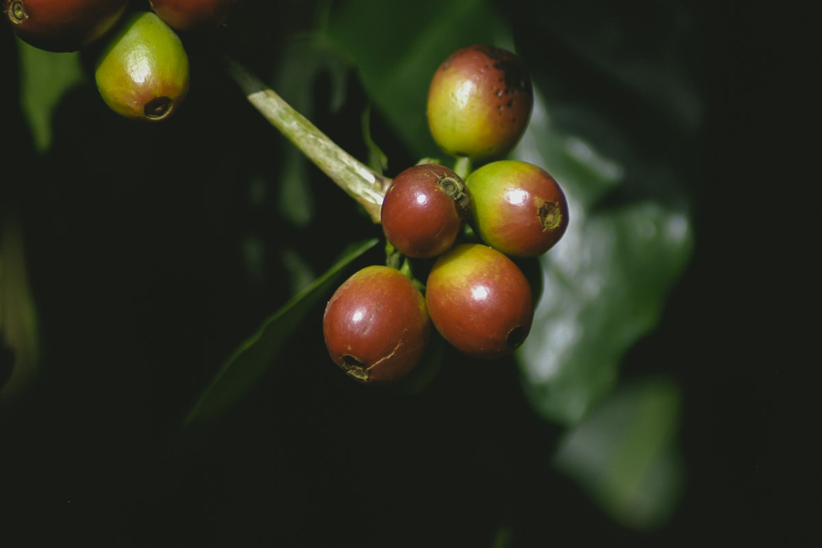 Coffee berries in Yercaud, India