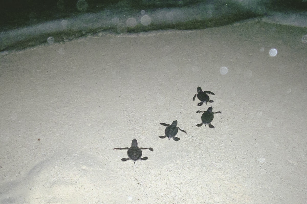 Baby turtles in Cancun, Mexico
