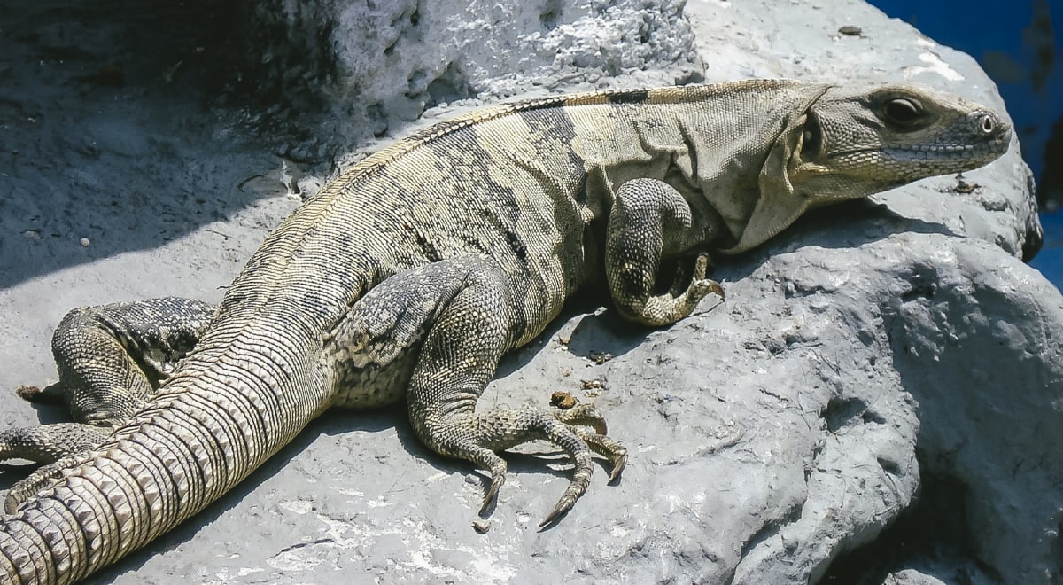 An iguana in Cancun 