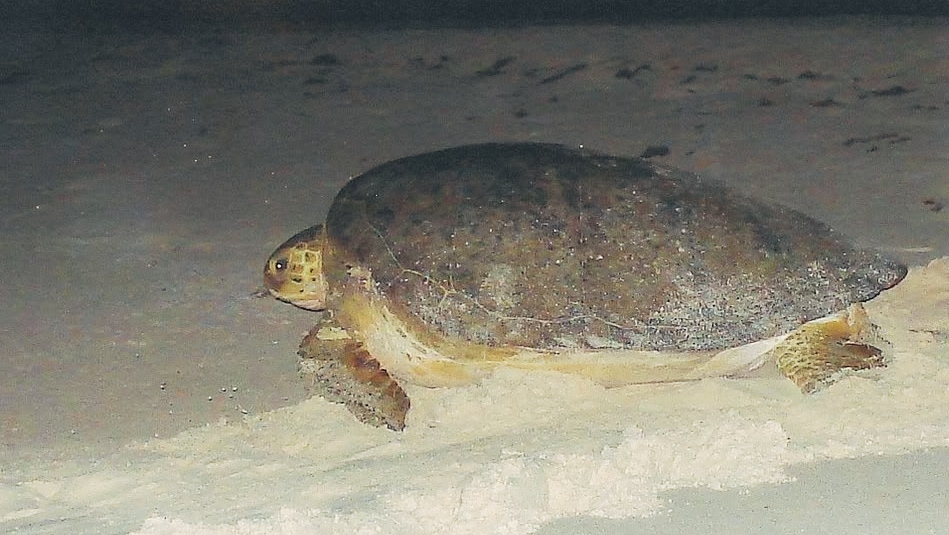 A huge sea turtle coming on shore to lay eggs
