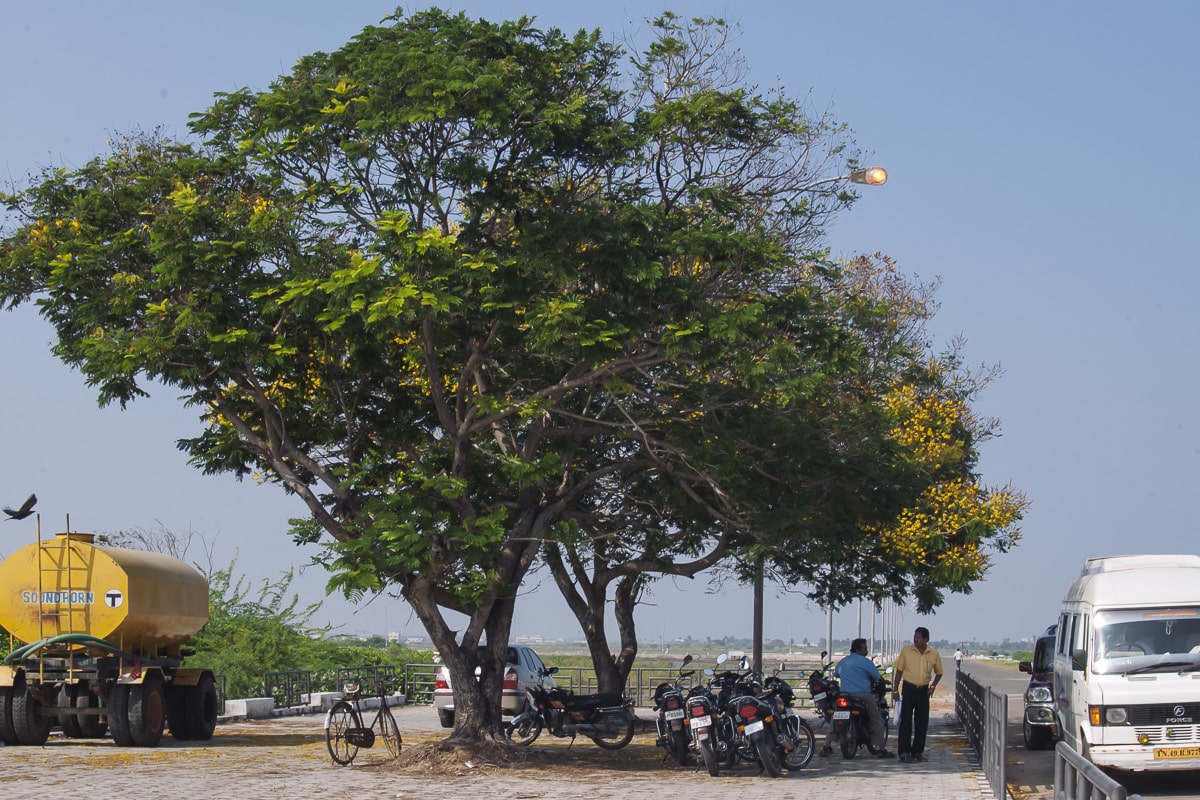 The tree that saved K. Pasupathid life as the water rushed by