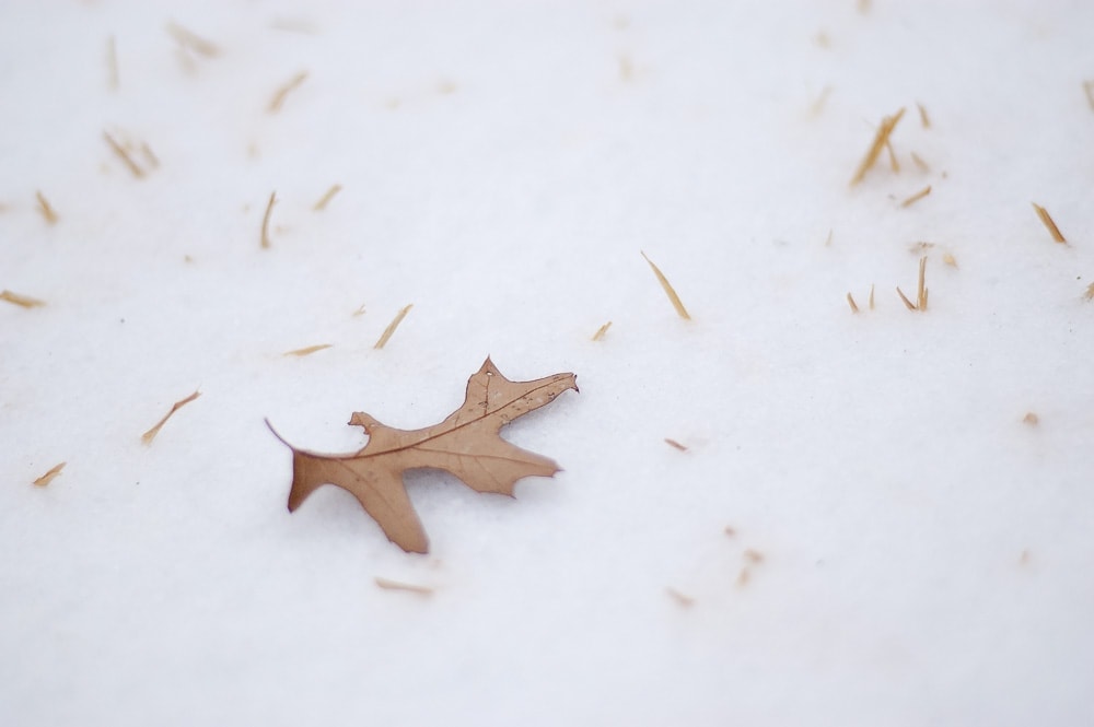 Oak leaf in the Snow