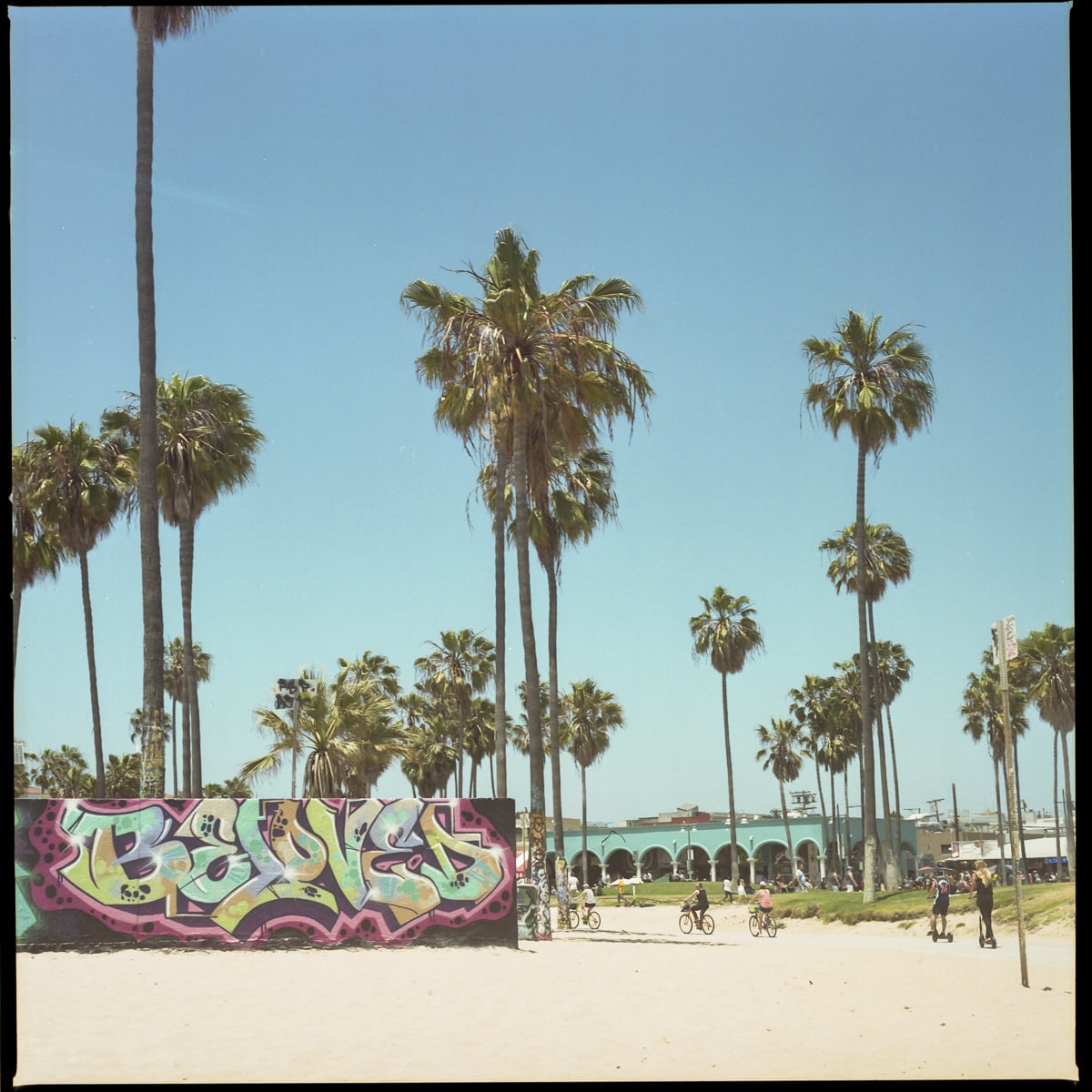 Palm trees an graffiti at Venice Beach, California