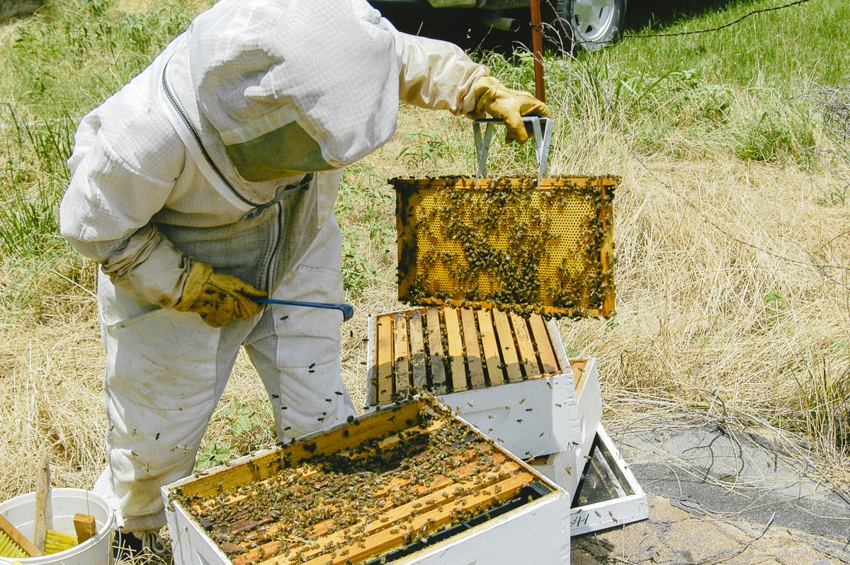 Beekeeping And Honey Production Photos At A Small Farm In East Texas