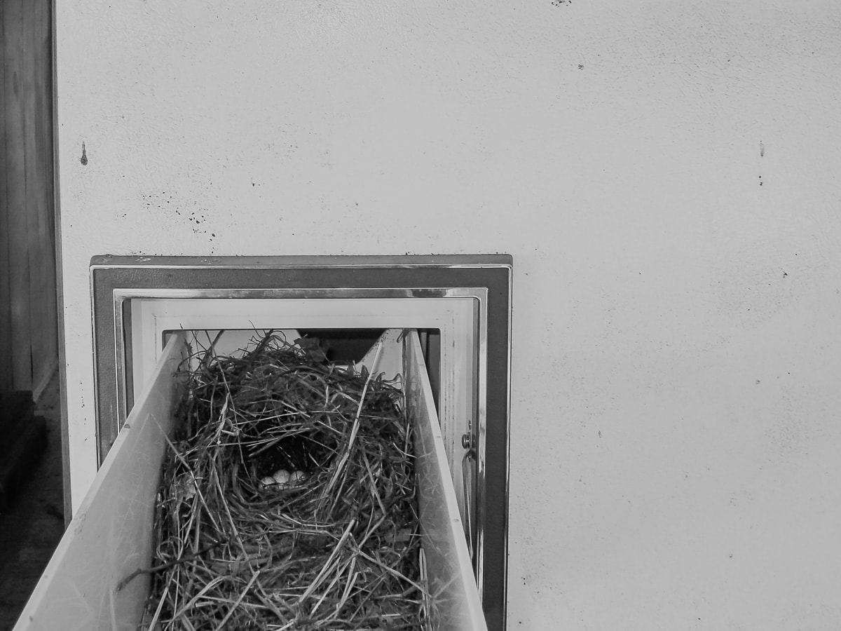 A bird's nest in an Abandoned Mobile Home in East Texas