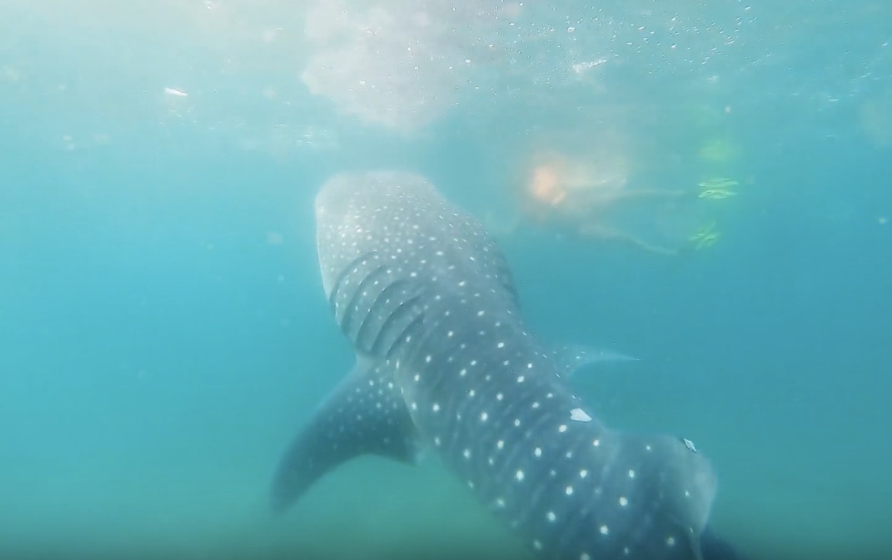 Swimming with Whale Sharks in La Paz, Mexico