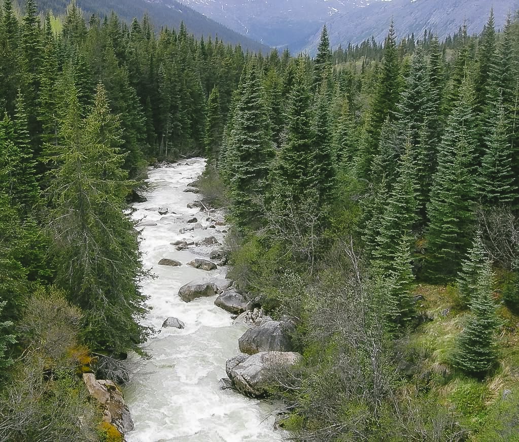 Forest and river in Alaska