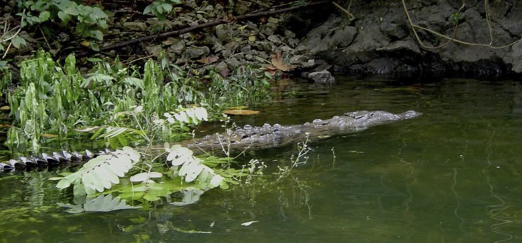 An alligator in Sumidero Canyon, Chiapas