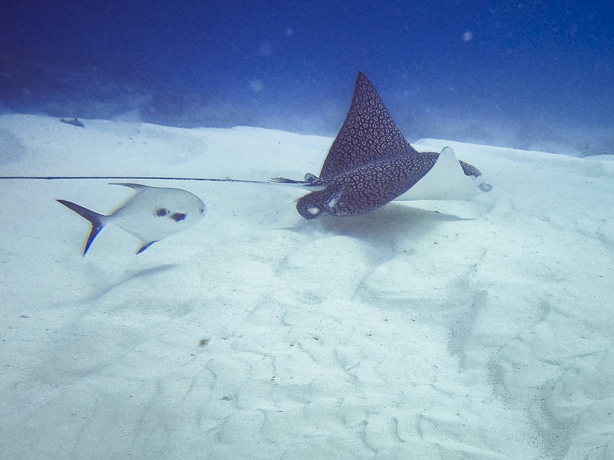 Spotted Eagle Ray in Cozumel, Mexico