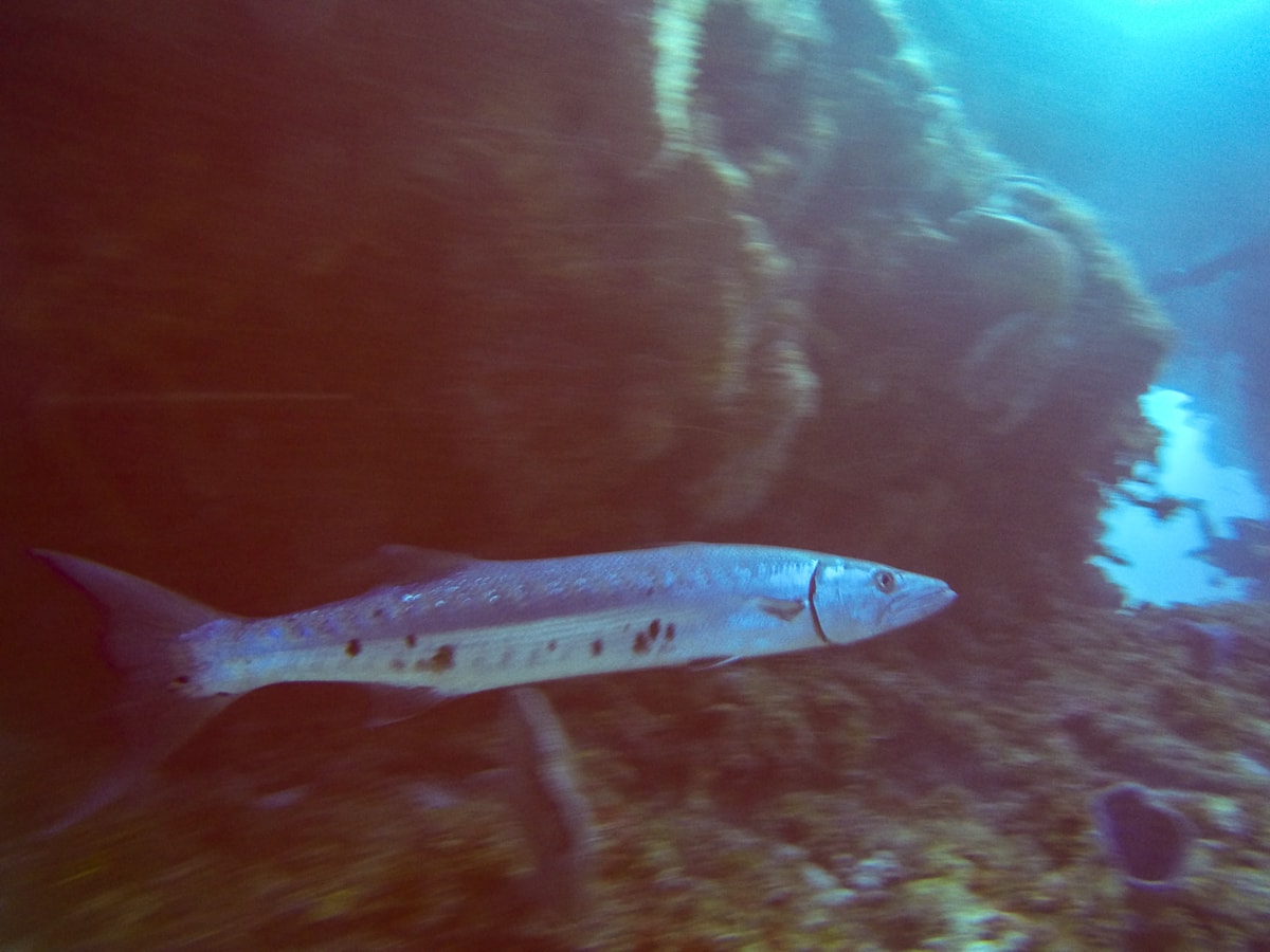 A barracuda in Cozumel
