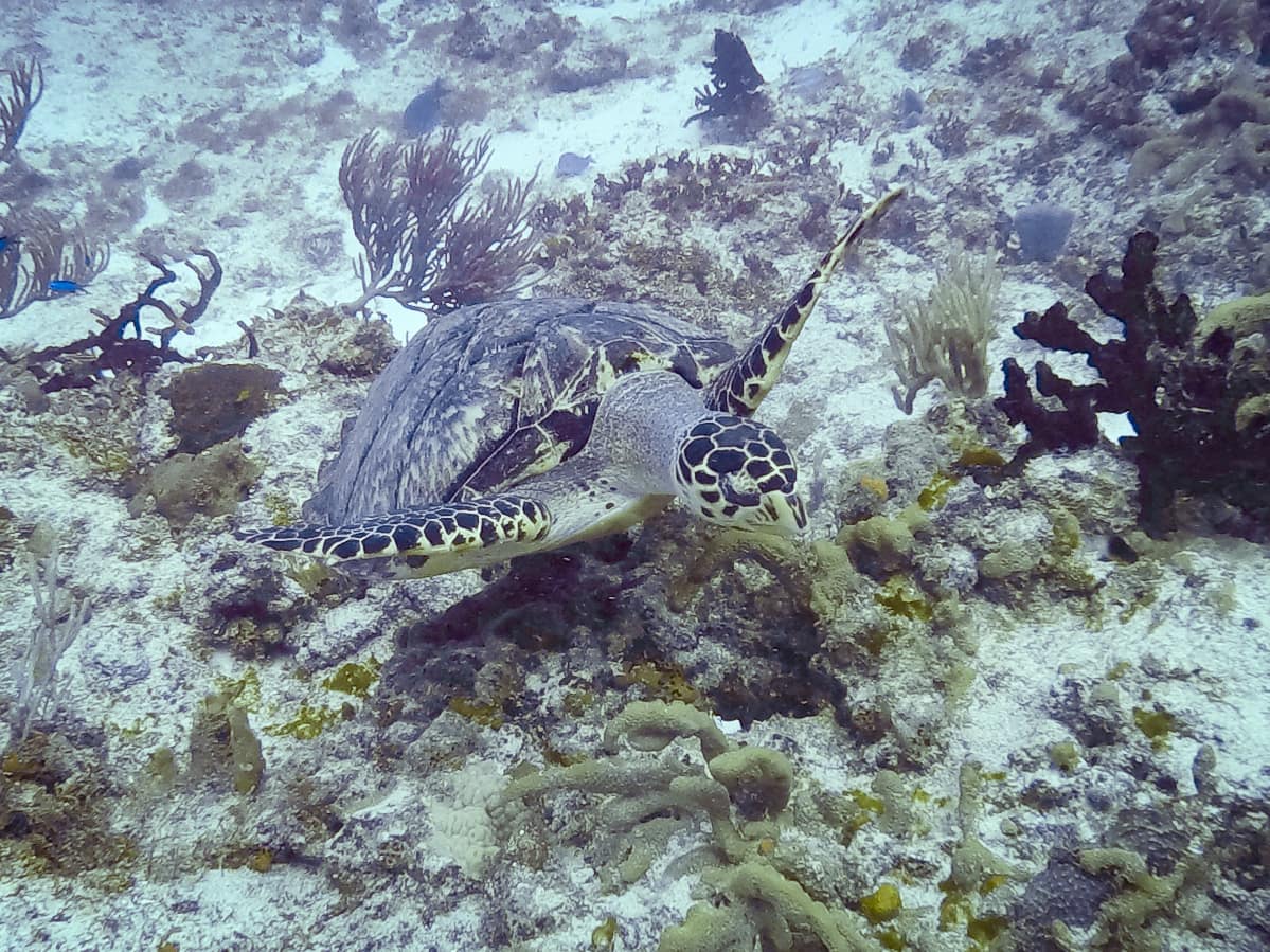 Sea turtle in Cozumel, Mexico
