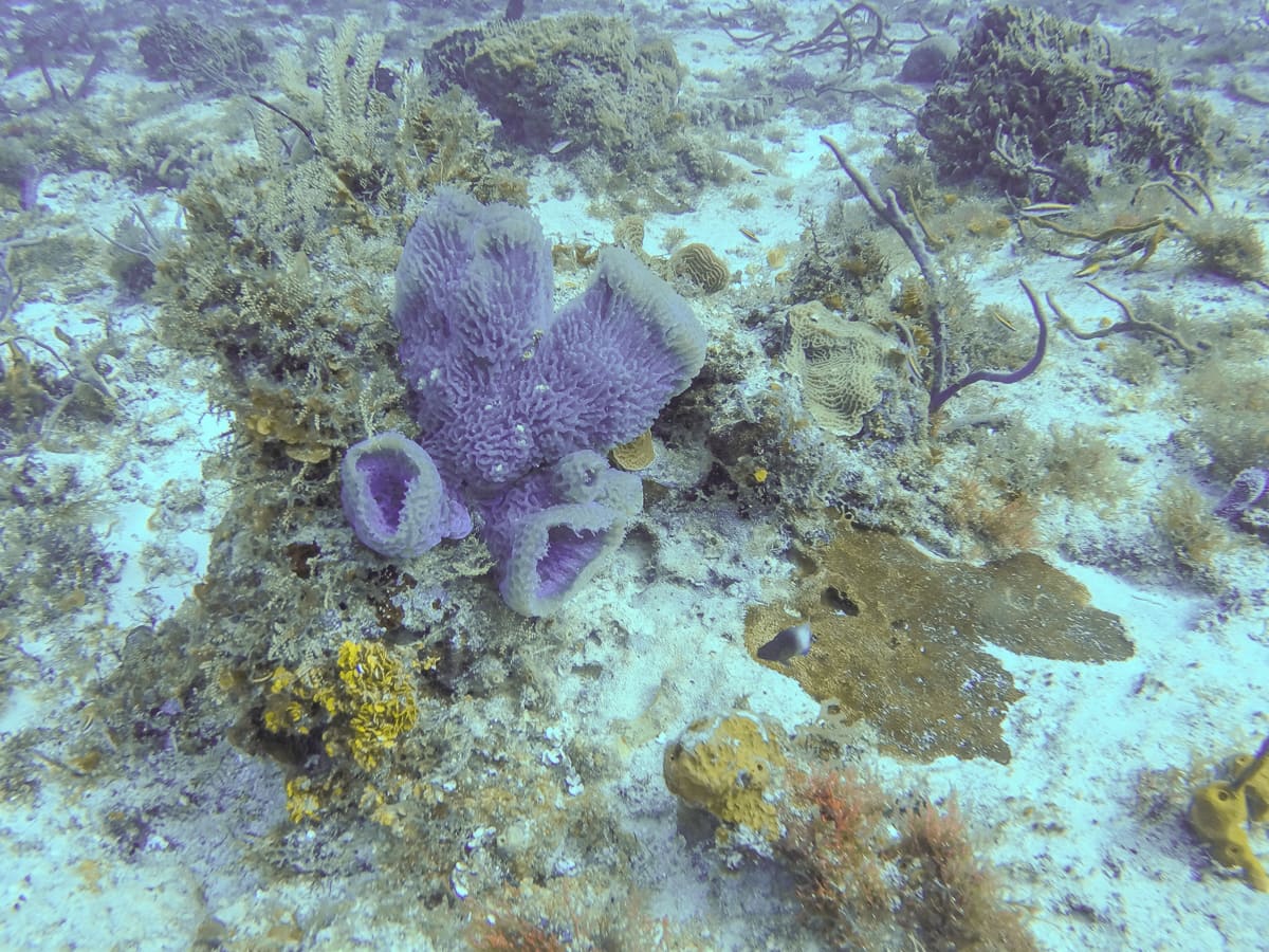 Sponge coral in Cozumel, Mexico