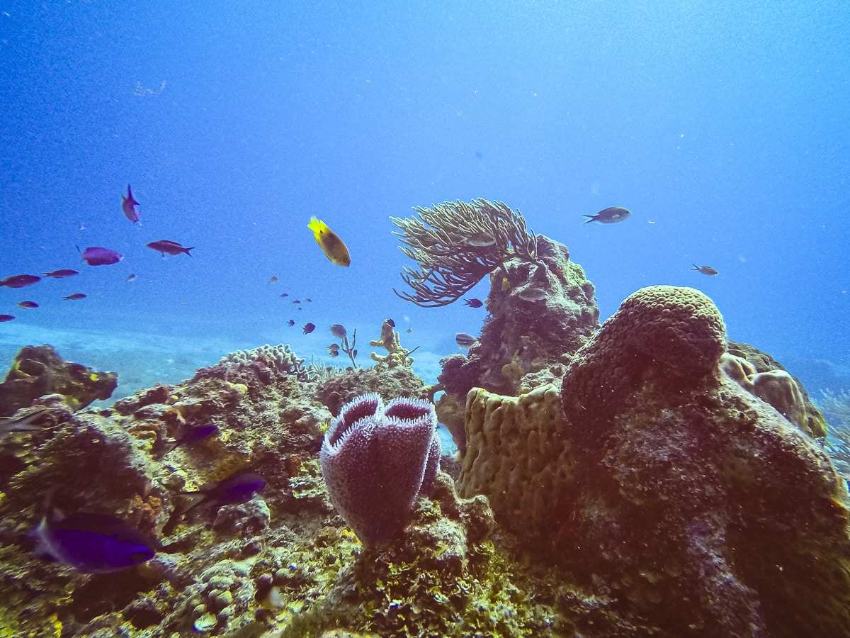Coral and fish in Cozumel