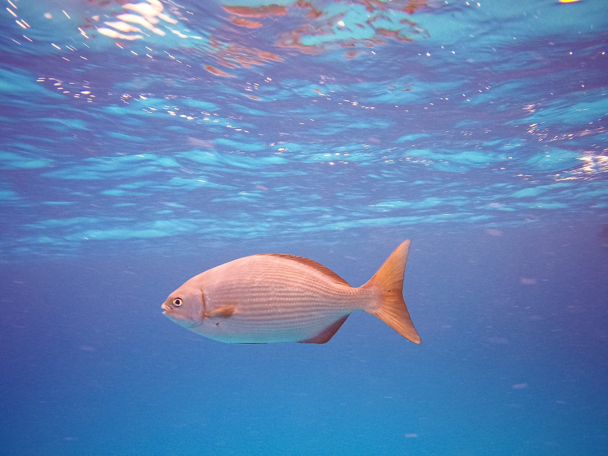 a grunt fish in Cozumel