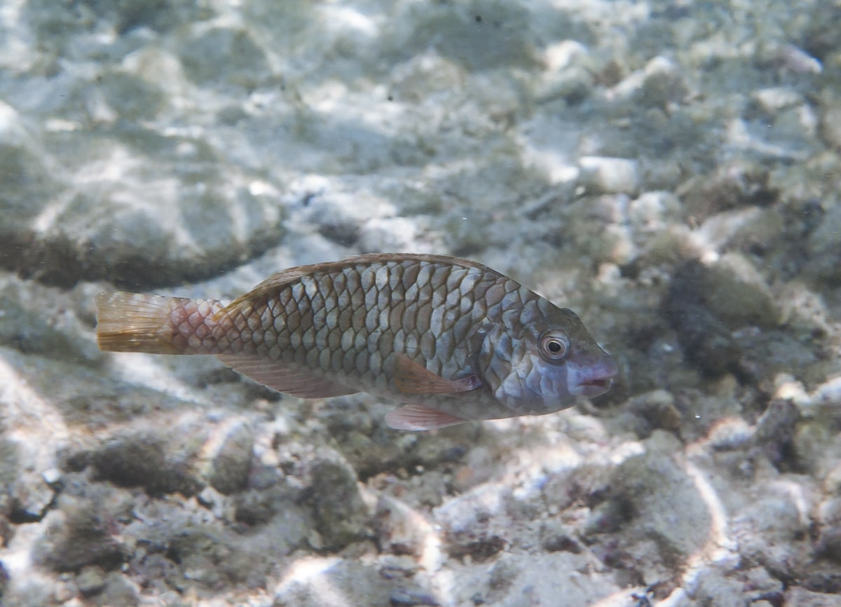 Redtail Parrotfish in Curacao