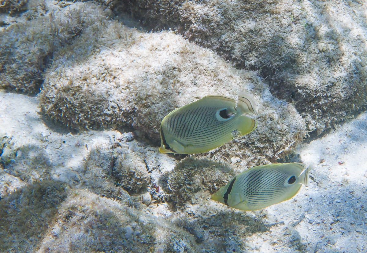 Four Eye Butterflyfish in Curacao