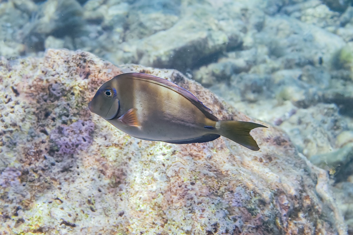 Doctorfish in Curacao