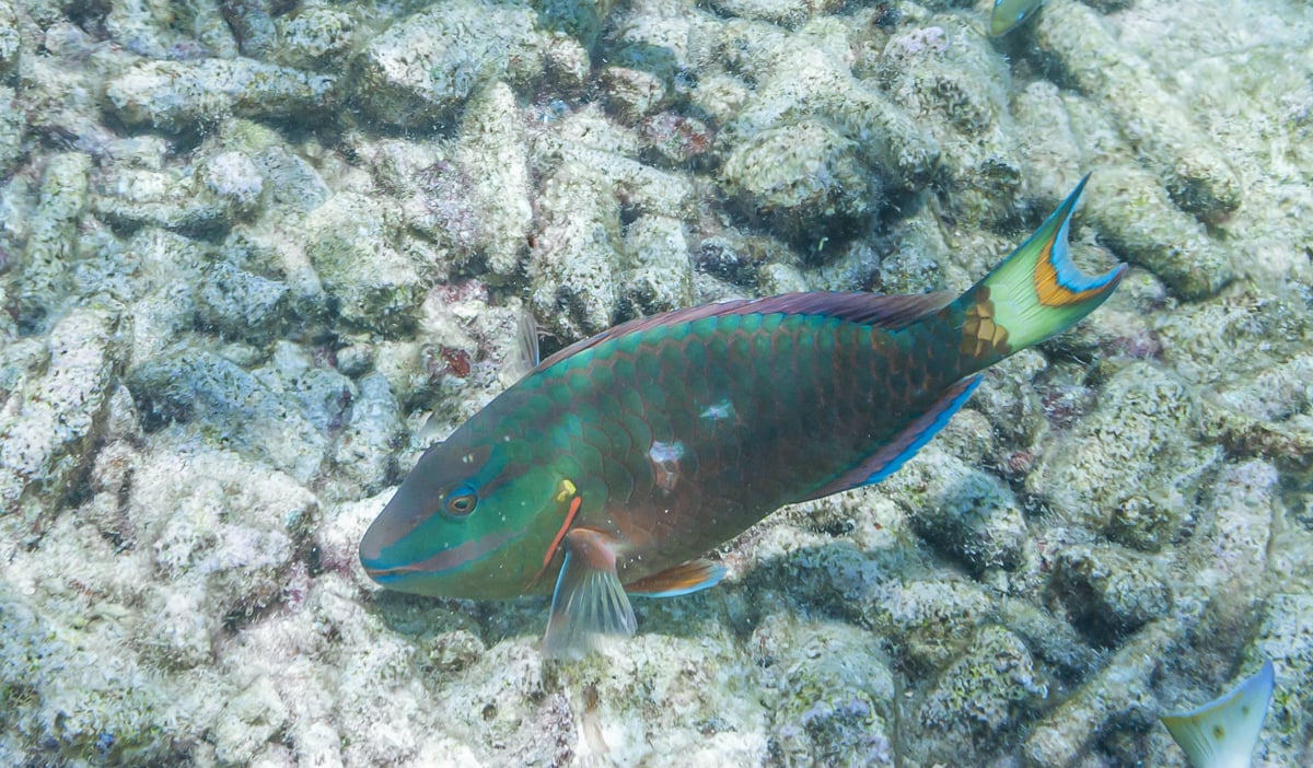 Stoplight Parrotfish in Curacao