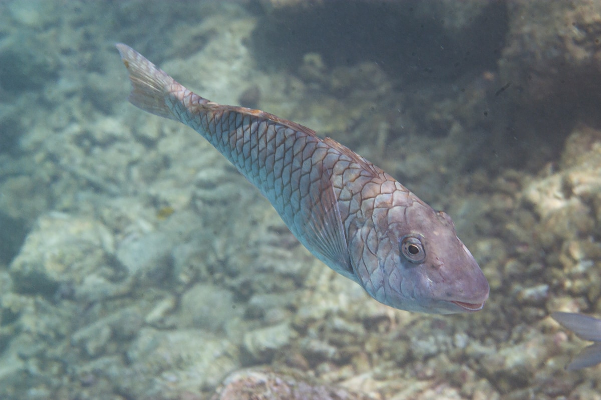 Redtail Parrotfish in Curacao