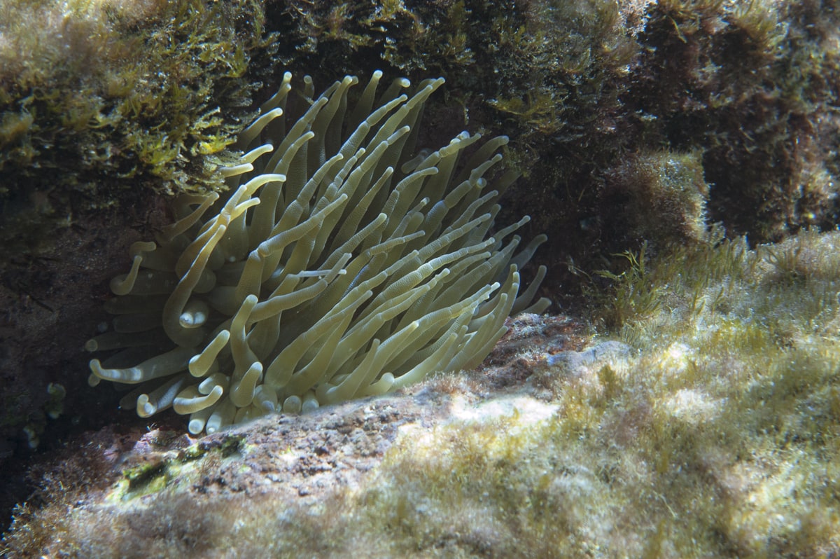 Anemone in Curacao
