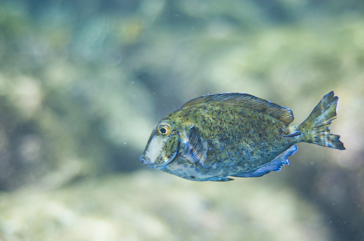 Doctorfish in Curacao