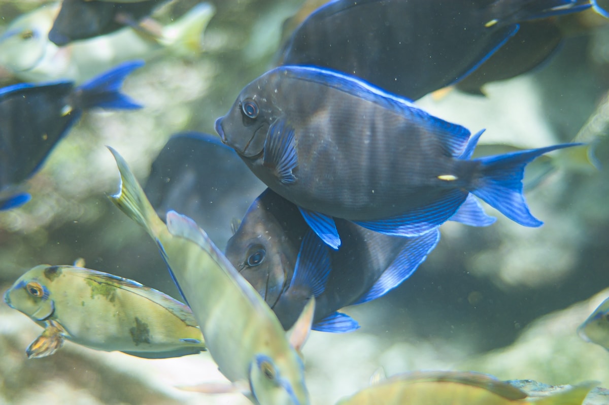 Atlantic Blue Tang fish in Curacao