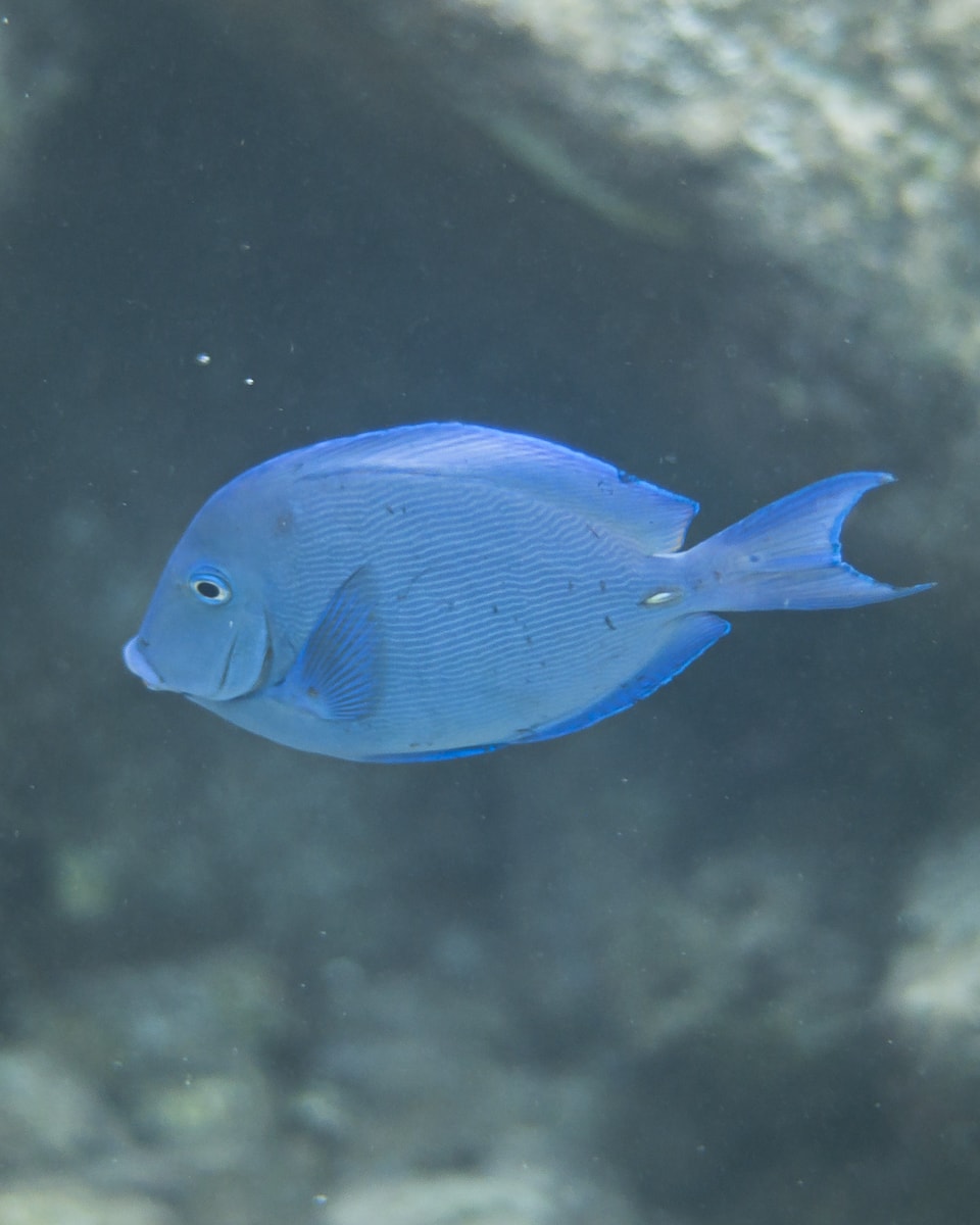 Atlantic Blue Tang fish in Curacao