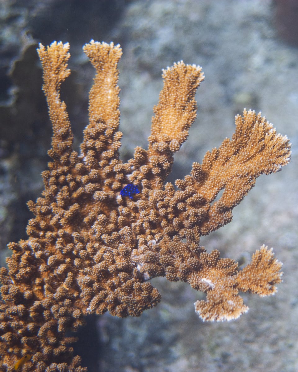 Elkhorn Coral with a Yellowtail Damselfish in Curacao