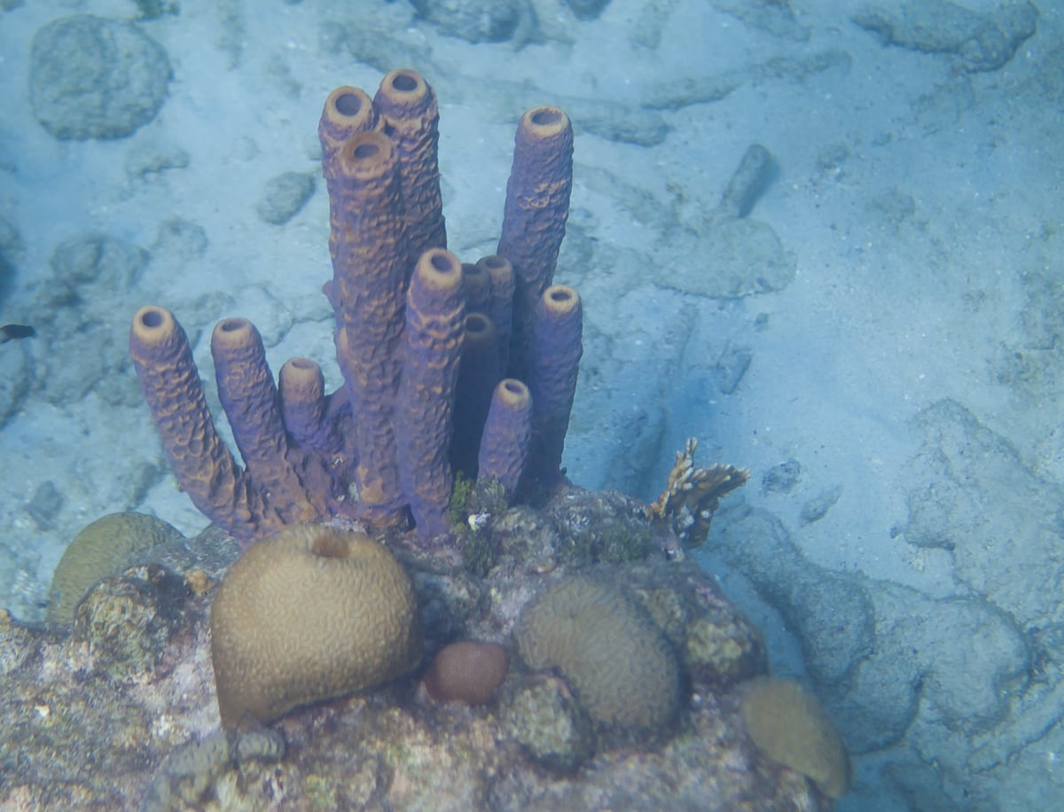 Stove-Pipe Sponge in Curacao