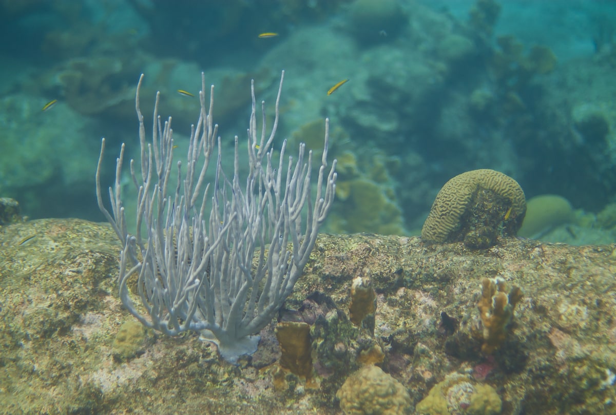 Porous Sea Rods in Curacao