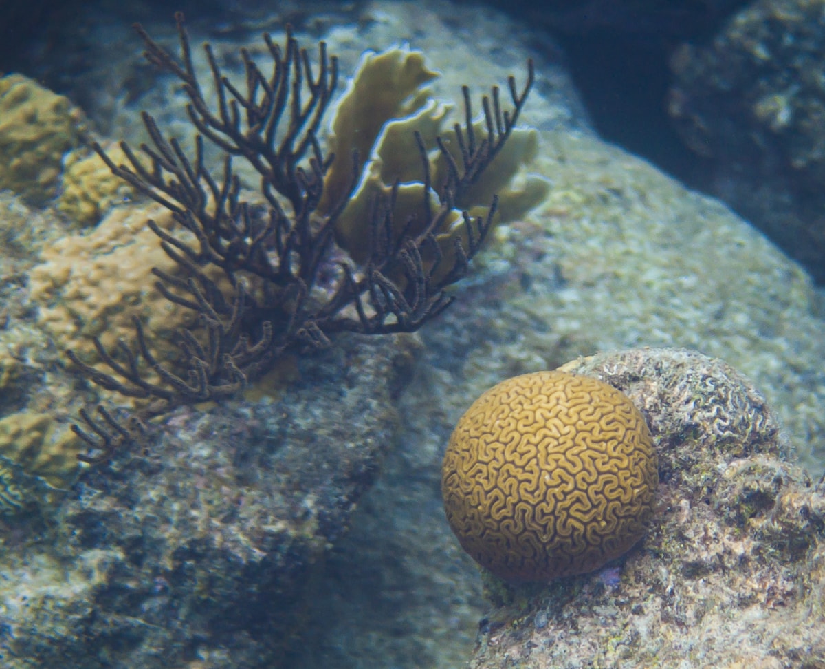 Brain Coral in Curacao