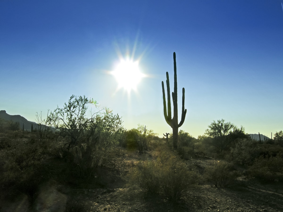 A cactus at sunset in Saguaro National Park, Arizona