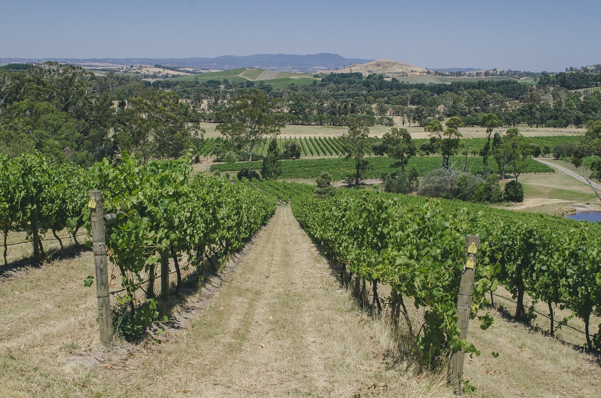 Yarra Valley winery landscape