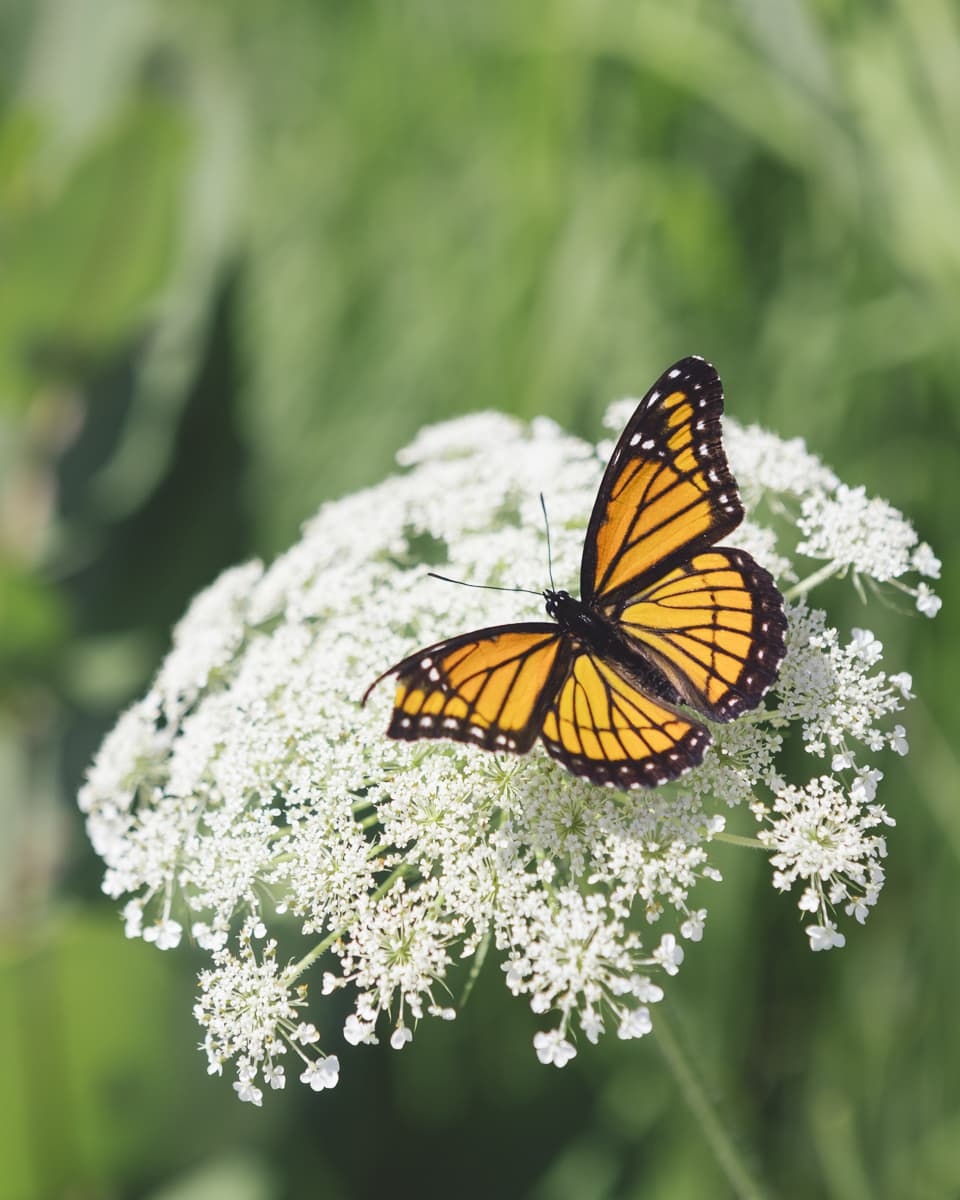 A Viceroy butterfly on a wild carrot flower in Martin Township