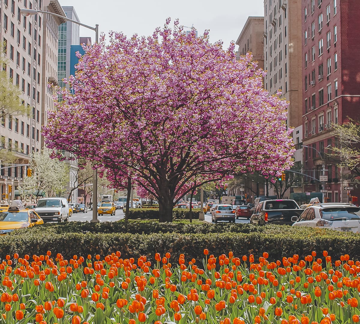 Cherry blossom tree in NYC