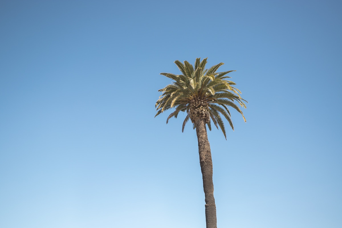 A palm tree at Ocean Beach, San Diego