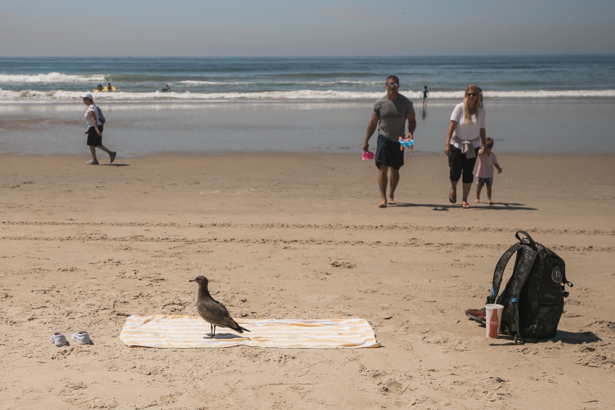 Ocean Beach, San Diego