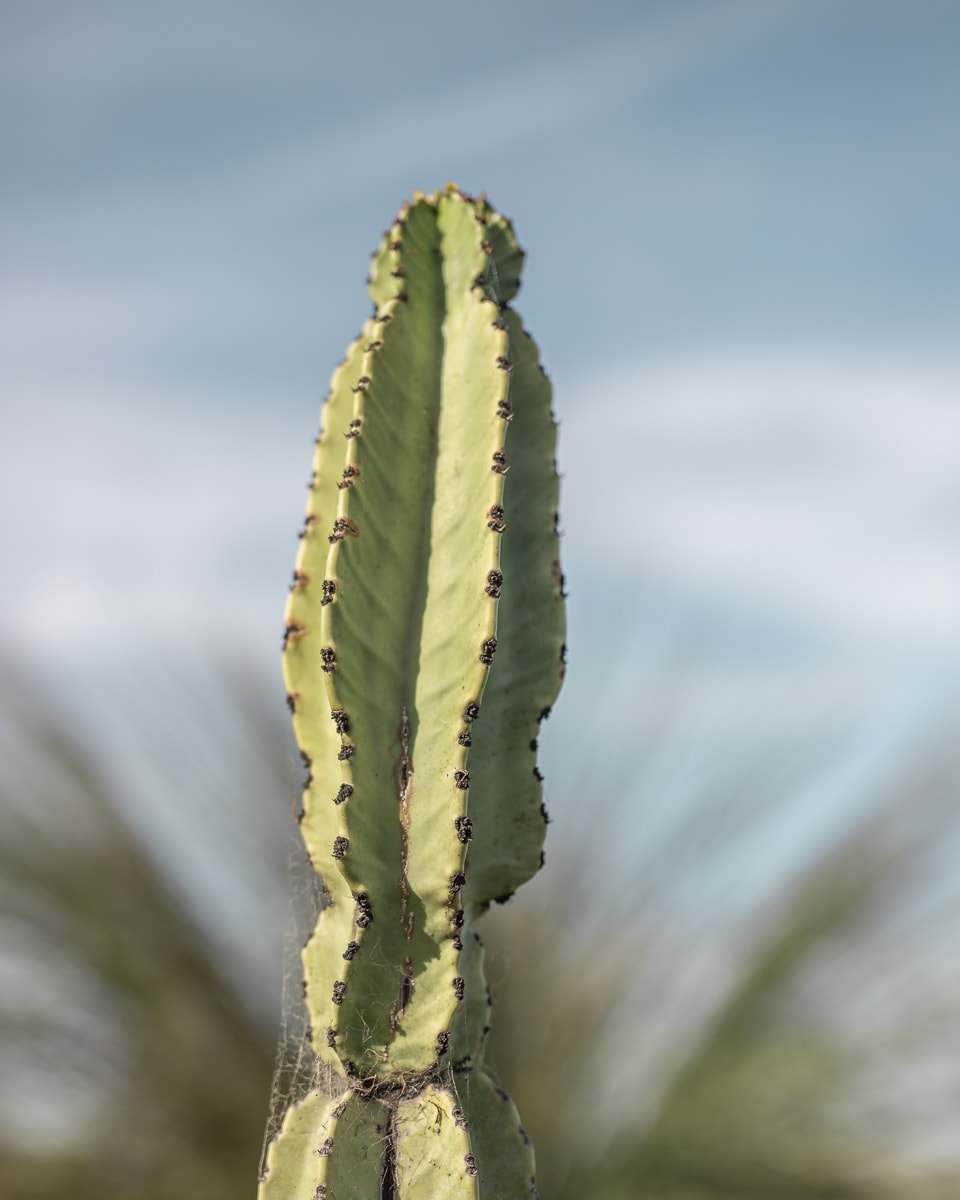 Cactus at Balboa Park in San Diego