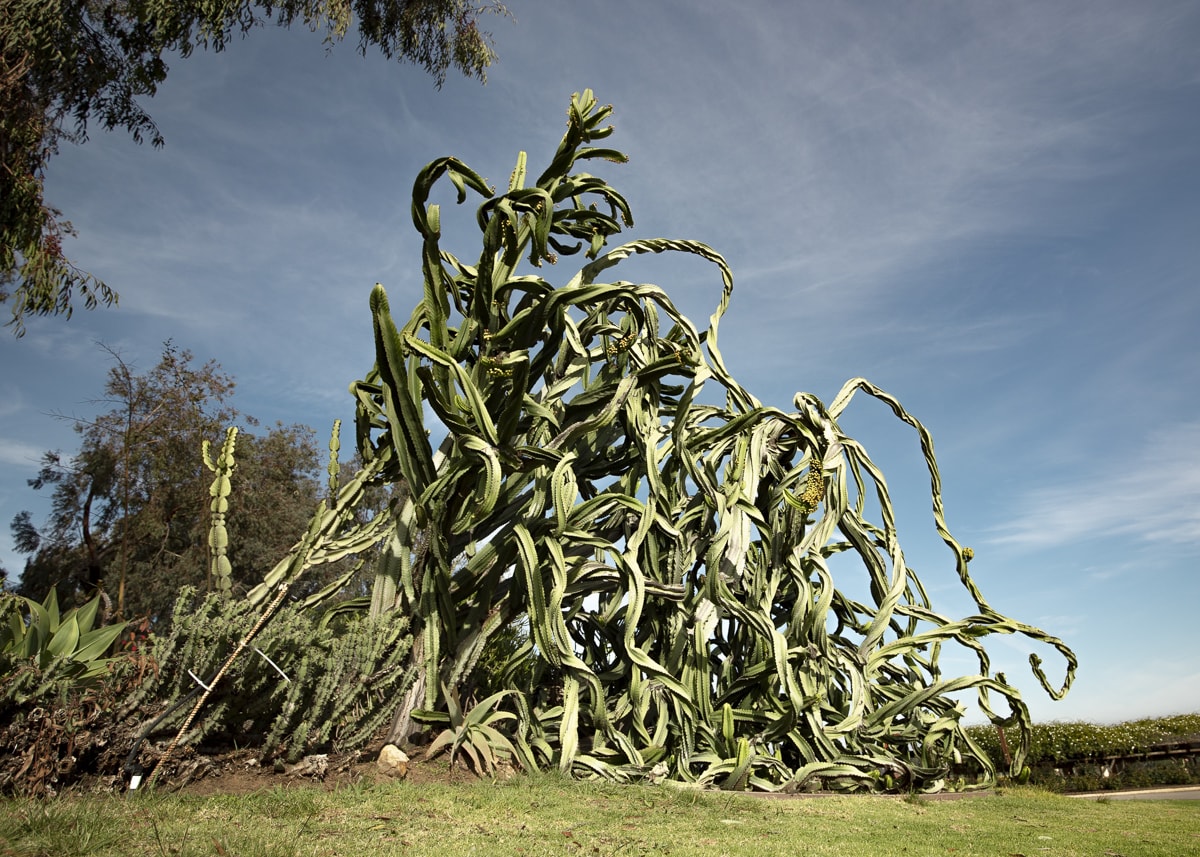 A massive crazy cactus formation at Balboa Park