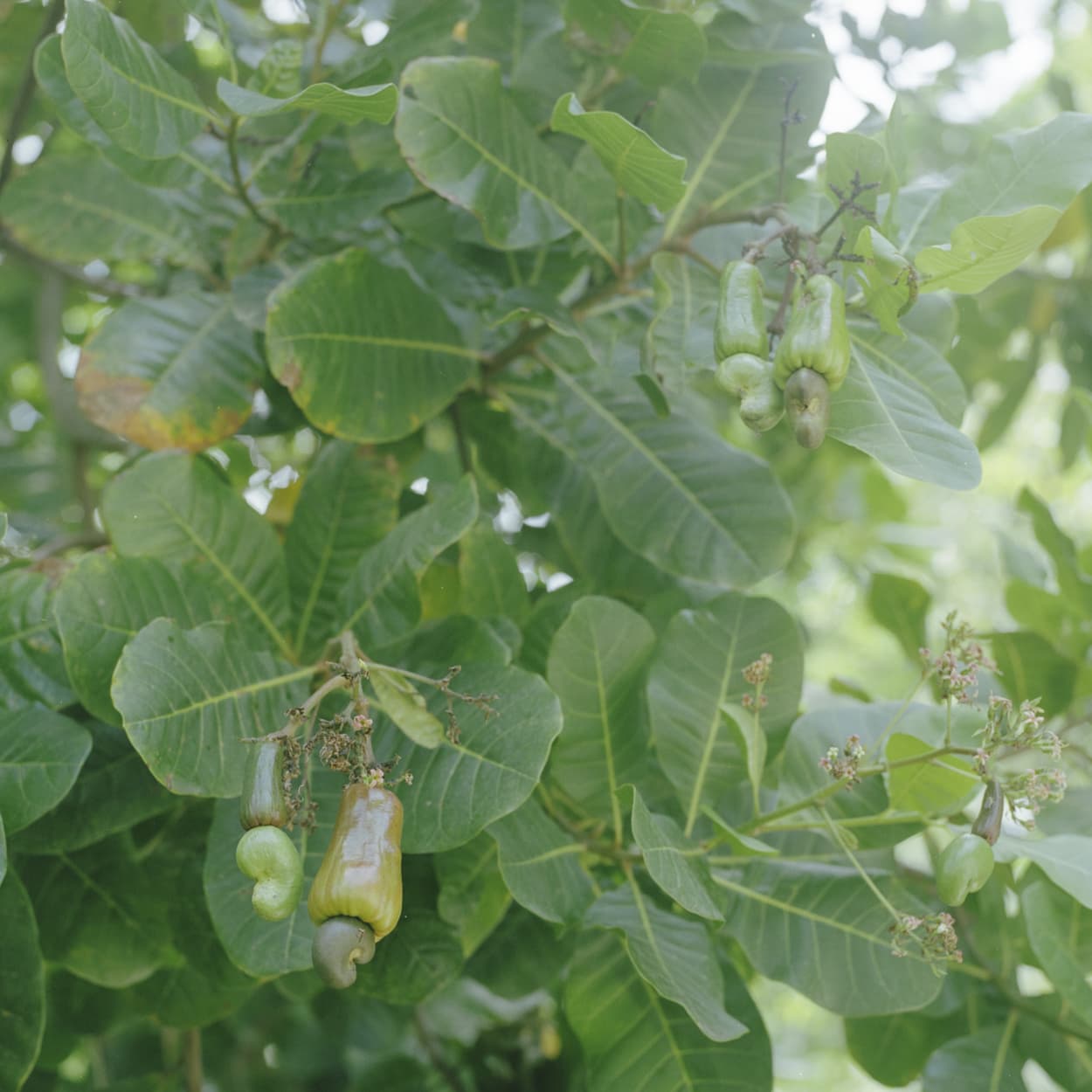 Cashew nut tree on St. Lucia Island