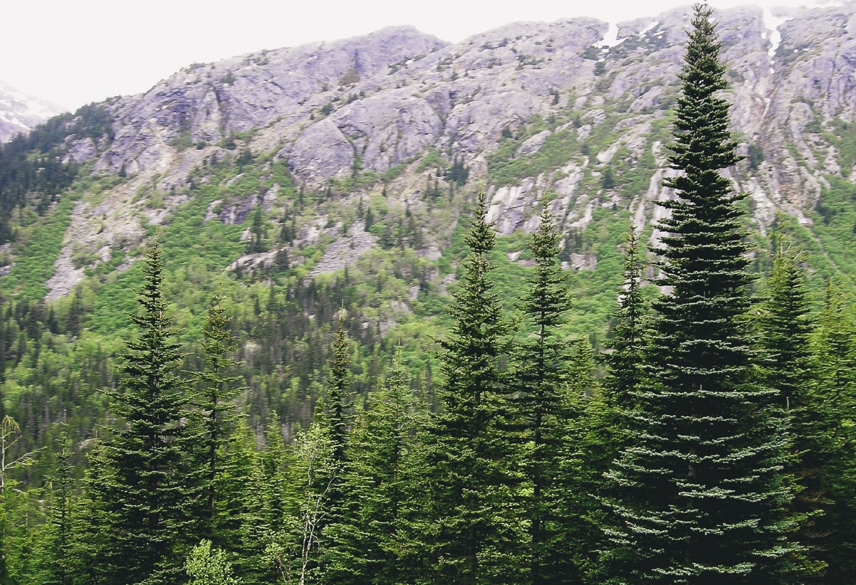 Trees in the Alaskan mountains 