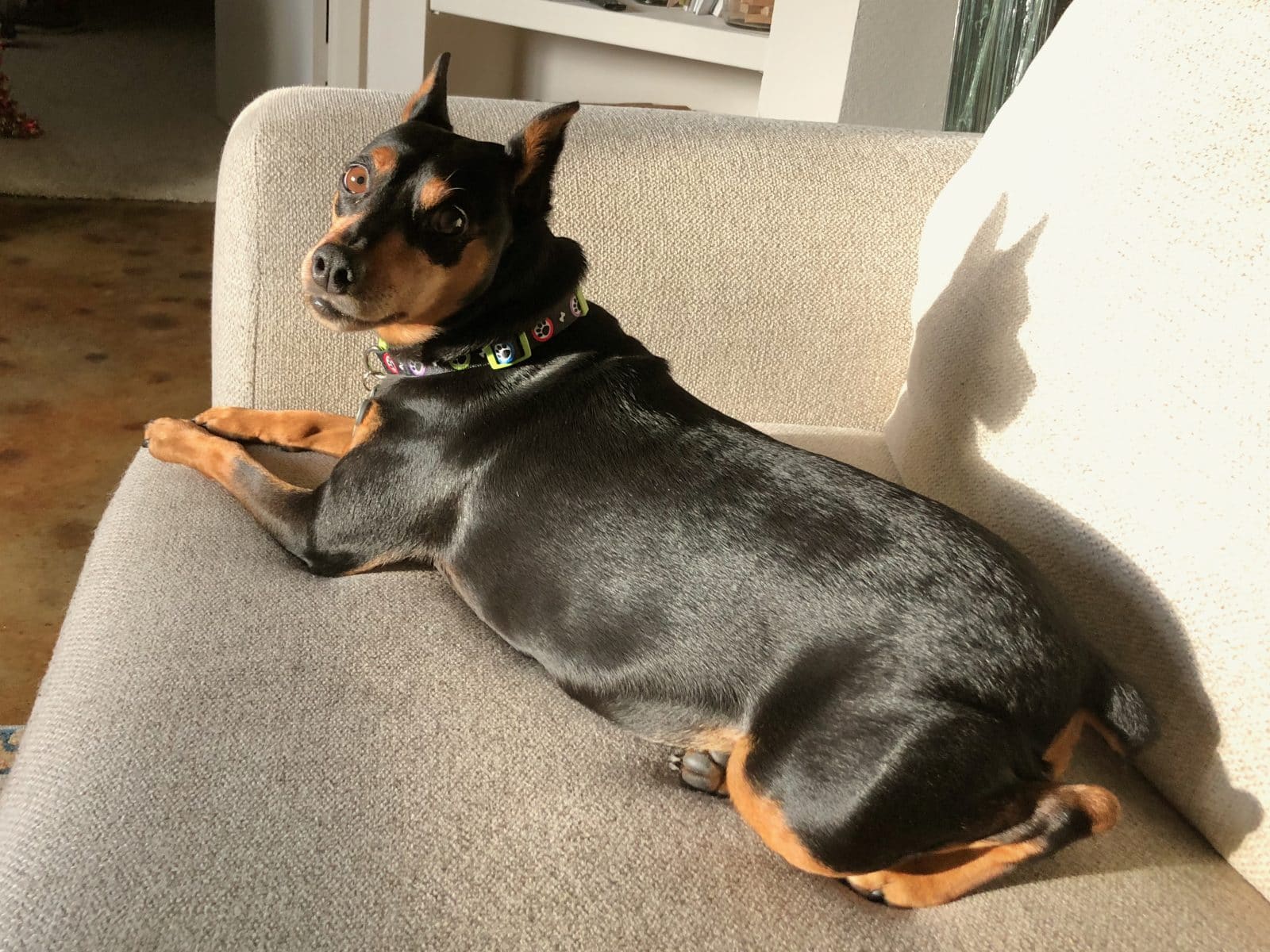Miniature Pinscher with Fanconi Syndrome